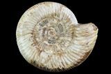 Perisphinctes Ammonite - Jurassic #90452-1